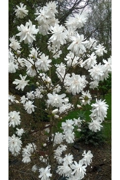 Гілка магнолії Wildcat з розкритими квітами, що ніжно сяють на сонці.